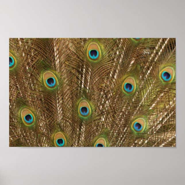 Peacock Feather Print (Front)