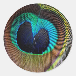 Peacock Feather Stickers
