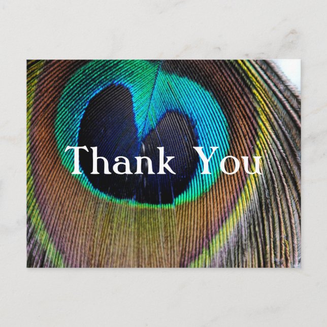 Peacock Feather Thank You Post Cards (Front)