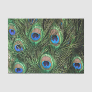 Peacock Feather Tissue Paper