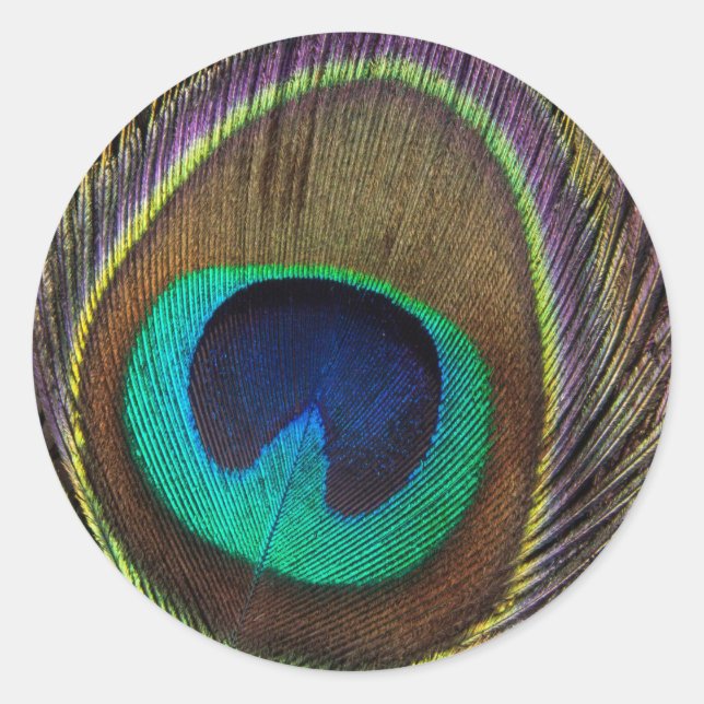 Peacock Feather Upright Close-Up Classic Round Sticker (Front)