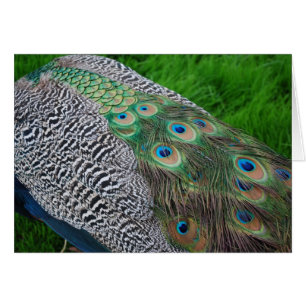 Peacock feathers