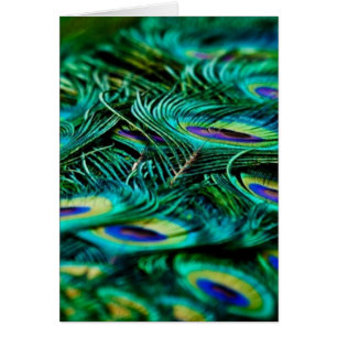 Peacock Feathers