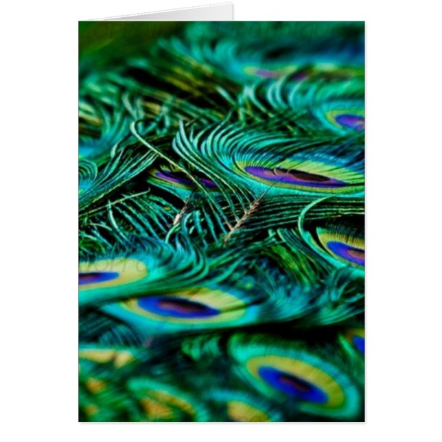 Peacock Feathers (Front)