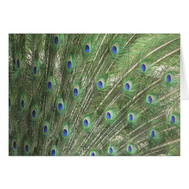 Peacock Feathers (Front Horizontal)