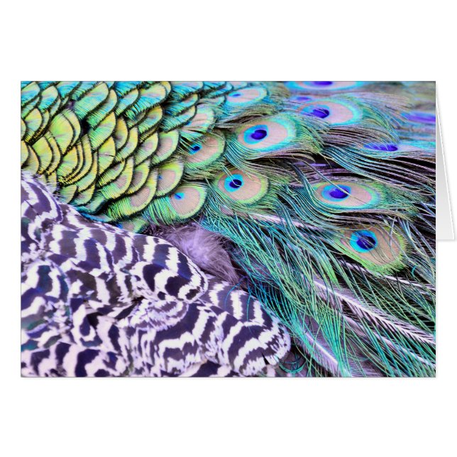 Peacock Feathers (Front Horizontal)