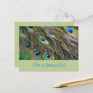Peacock Feathers Bird Kauai (my photography) Postcard