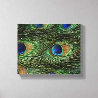 Peacock Feathers Canvas Print