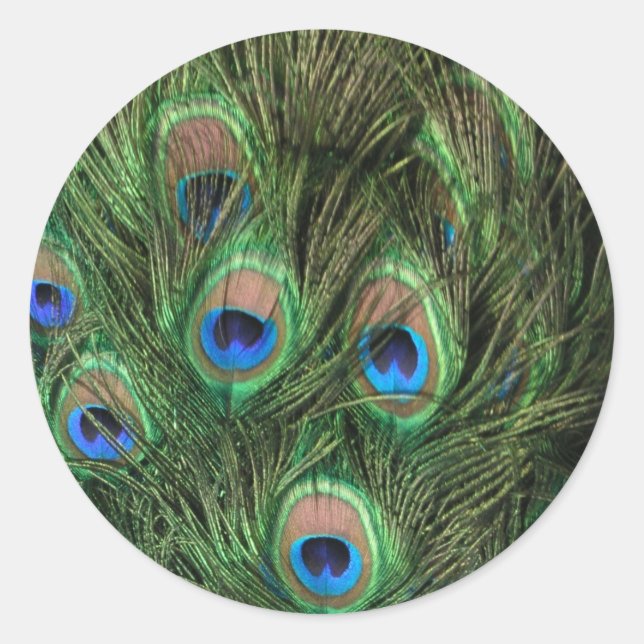 Peacock Feathers Classic Round Sticker (Front)