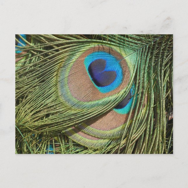 Peacock Feathers Close Up DIY Postcard (Front)