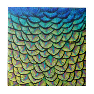 Peacock Feathers Close Up in Art Deco Pattern Tile