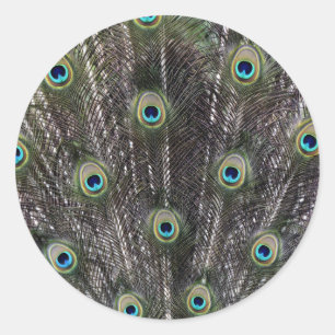 Peacock Feathers Envelope Seal Stickers