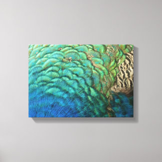 Peacock Feathers I Colourful Abstract Nature Desig Canvas Print