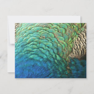 Peacock Feathers I Colourful Abstract Nature Desig Card