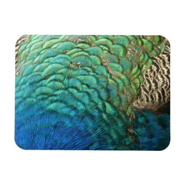 Peacock Feathers I Colourful Abstract Nature Desig Magnet (Horizontal)