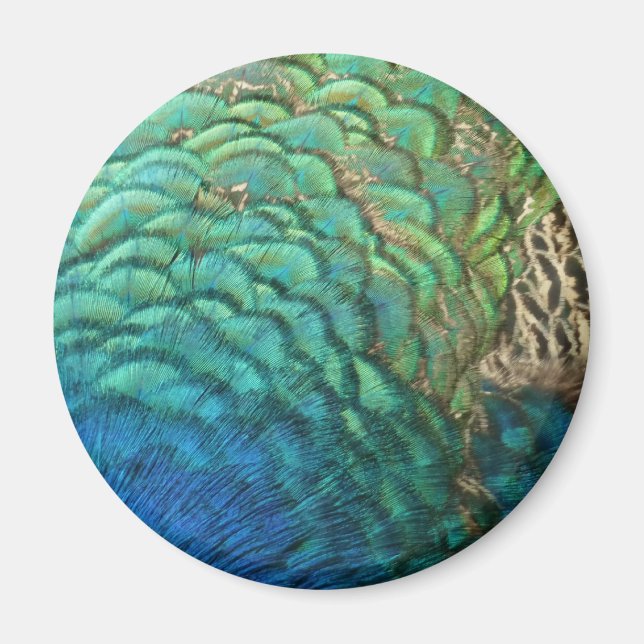 Peacock Feathers I Colourful Abstract Nature Desig Magnet (Front)