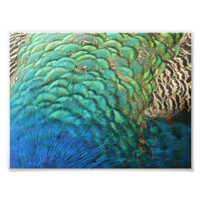 Peacock Feathers I Colourful Abstract Nature Desig Photo Print (Front)