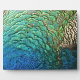 Peacock Feathers I Colourful Abstract Nature Desig Plaque
