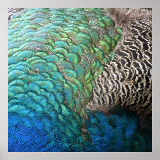 Peacock Feathers I Colourful Abstract Nature Desig Poster