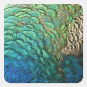 Peacock Feathers I Colourful Abstract Nature Desig Square Sticker