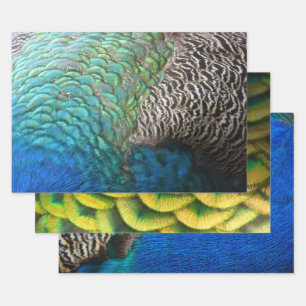 Peacock Feathers I Colourful Abstract Nature Desig Wrapping Paper Sheet