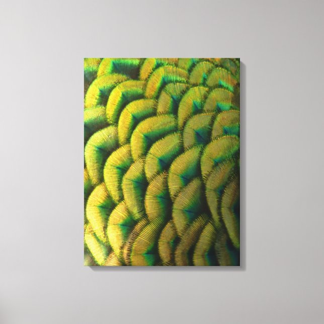 Peacock Feathers II Colourful Nature Canvas Print (Front)