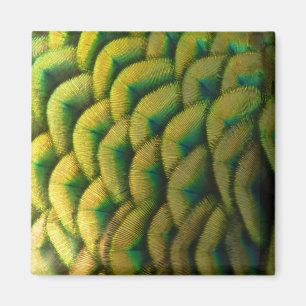 Peacock Feathers II Colourful Nature Magnet