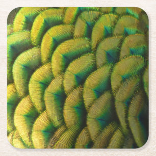 Peacock Feathers II Colourful Nature Square Paper Coaster
