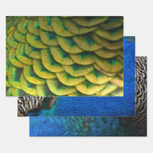 Peacock Feathers II Colourful Nature Wrapping Paper Sheet
