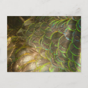 Peacock Feathers III (Female) Subtle Nature Design Postcard