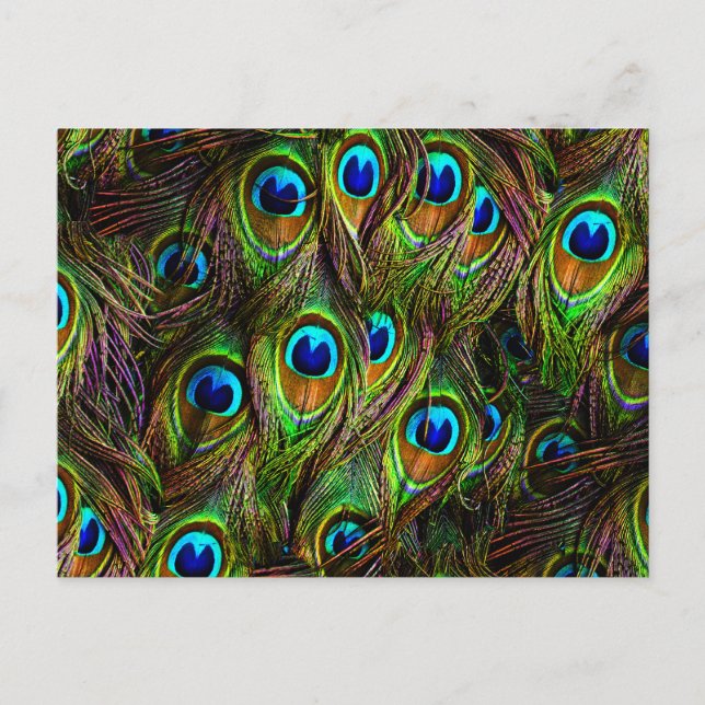 Peacock Feathers Invasion Postcard (Front)