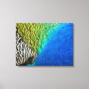 Peacock Feathers IV Colourful Abstract Nature Canvas Print