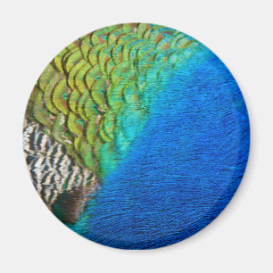 Peacock Feathers IV Colourful Abstract Nature Magnet
