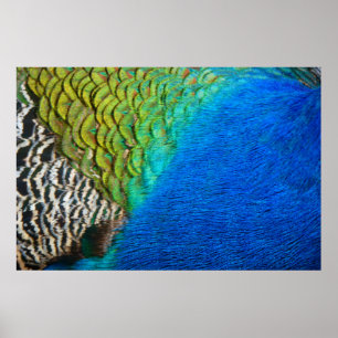 Peacock Feathers IV Colourful Abstract Nature Poster