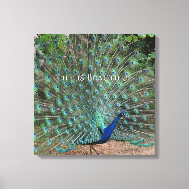 Peacock Feathers Kauai Hawaii Canvas Print (Front)