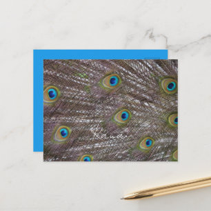 Peacock Feathers Kauai Postcard