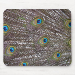 Peacock Feathers Mouse Pad
