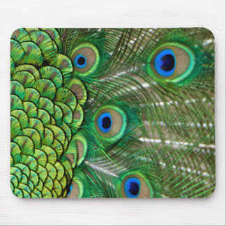 Peacock Feathers Mouse Pad