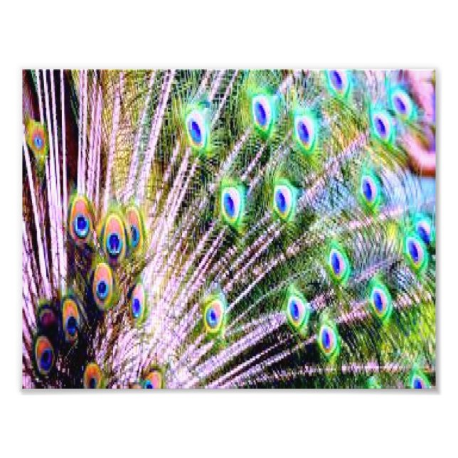 Peacock Feathers Photo Print (Front)