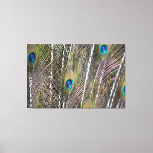 Peacock Feathers (photography taken by me) Canvas Print