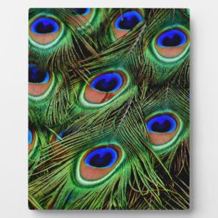 Peacock Feathers Plaque