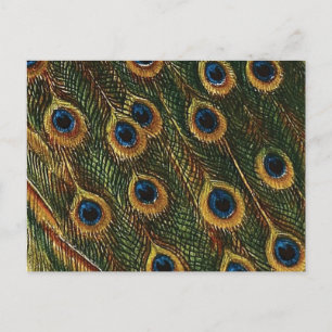 Peacock Feathers Postcard