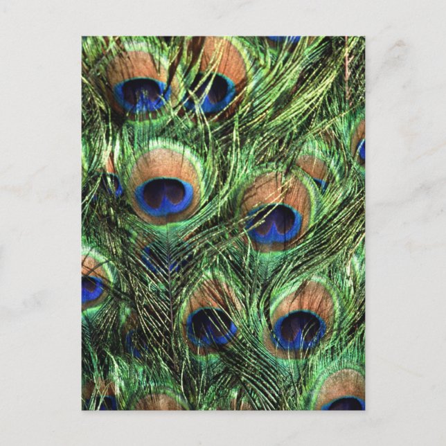 Peacock feathers postcard (Front)