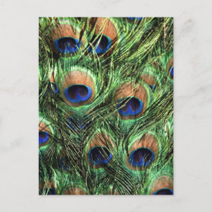 Peacock feathers postcard