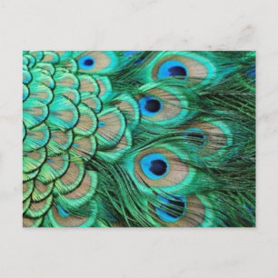PEACOCK FEATHERS POSTCARD
