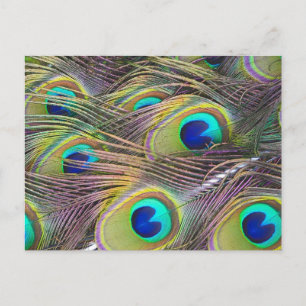 Peacock Feathers Postcard