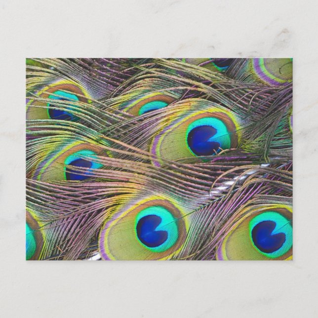Peacock Feathers Postcard (Front)