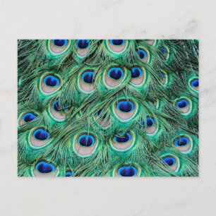 Peacock Feathers Postcard