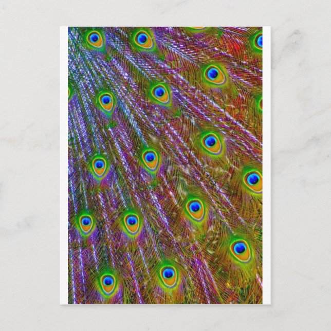 Peacock Feathers Postcard (Front)
