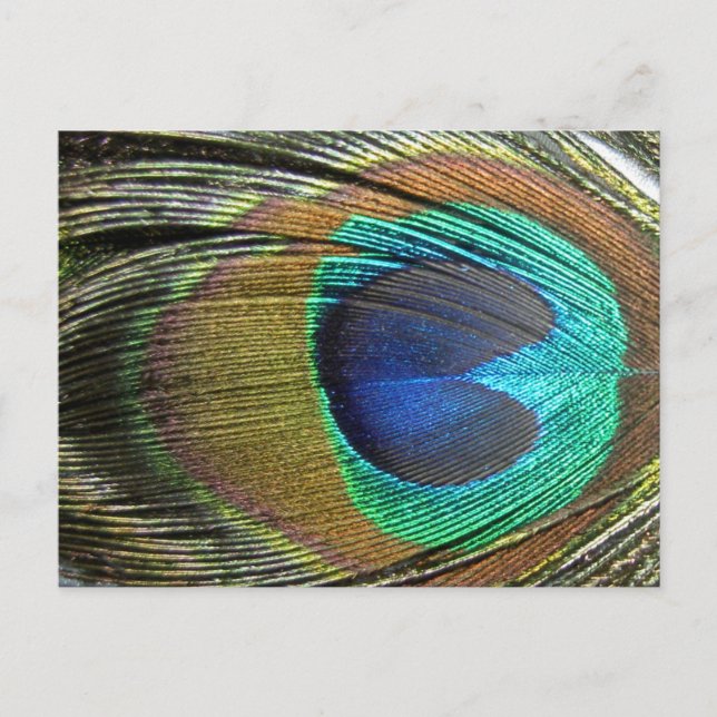 Peacock Feathers Postcard (Front)